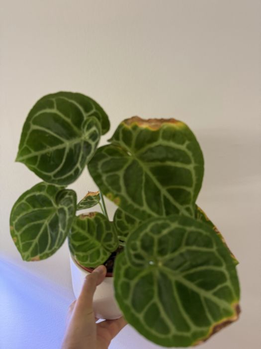 Anthurium diversos