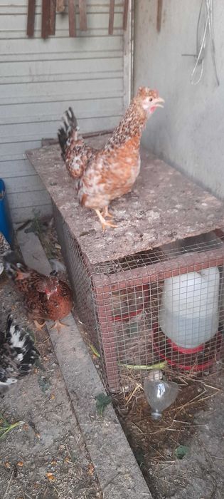 Aves adultas em lote