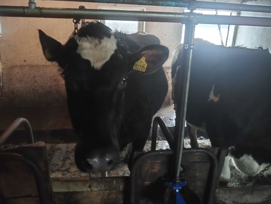 Jałówki cielne na sprzedaż