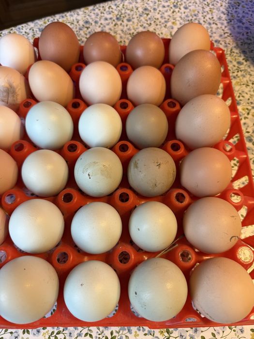 Jaja lęgowe greenshell