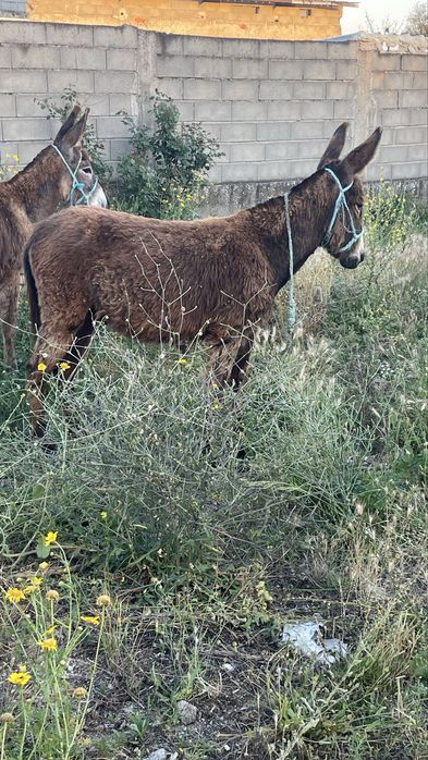 Vende se Burros 8 meses cada