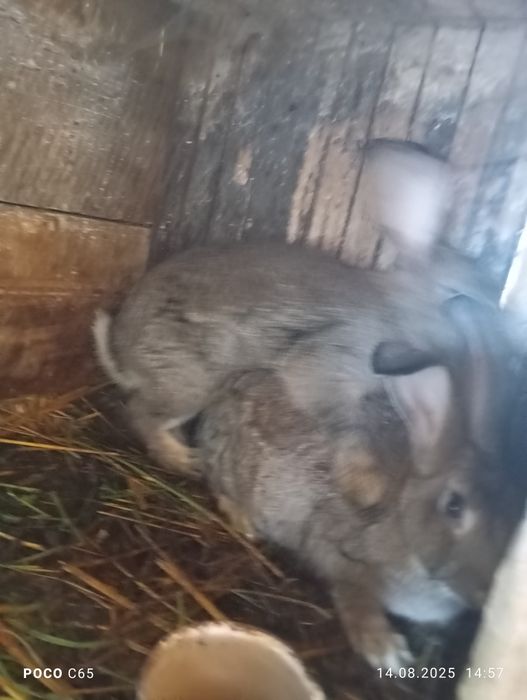 Продам кролі великі файні