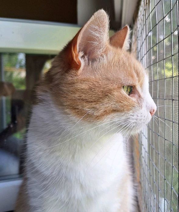 Молоденький котик ДНІПРО