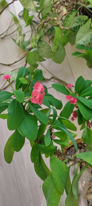 Zestaw kwiatów doniczkowych