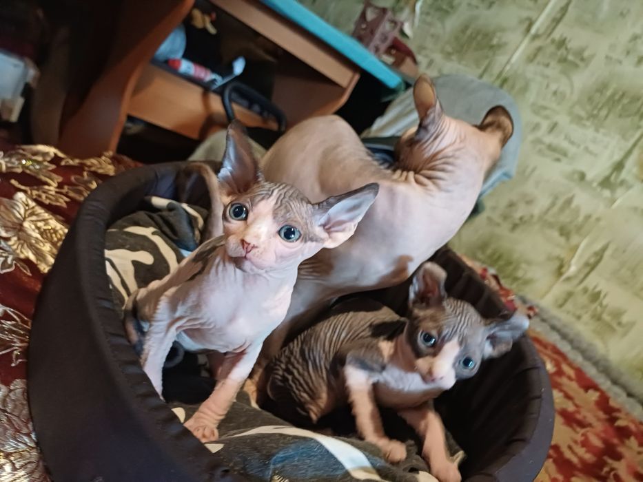 Продам котят сфинкс