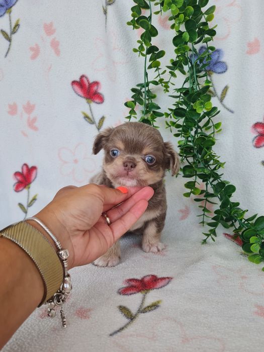 Excelente mini lilac tan menino pelo comprido Chihuahua/Chiuaua de Qualidade, Linhagem Russa