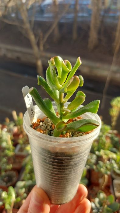 Crassula  Ogre Ears  Крассула Вуха Огра