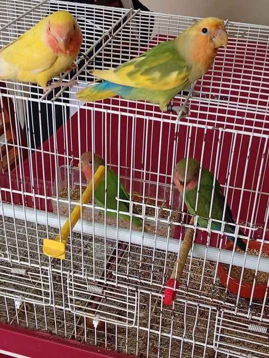 Cedem se agapornis e caturras domesticados