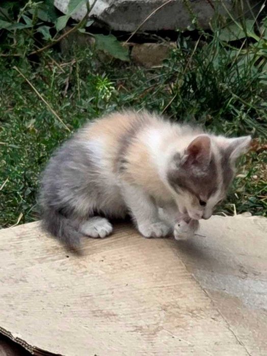 КОШЕНЯ Віддам в родину