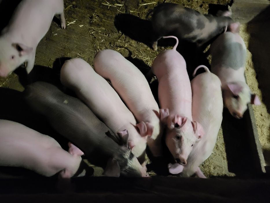 Поросята м'ясної породи 14кг Ландрас/Майстер