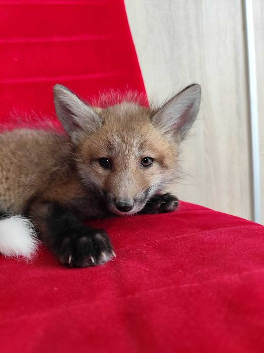 Lis, lisek, liski domowe, lisy hodowlane.  Hodowla Marble Fox, na 2026