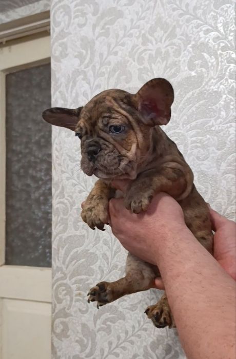 Вони(хлопці) просто неймовірно шикарної якості.