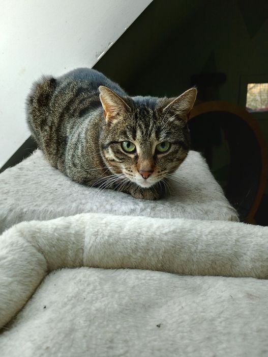 Patty 2.5 roczna koteczka do adopcji