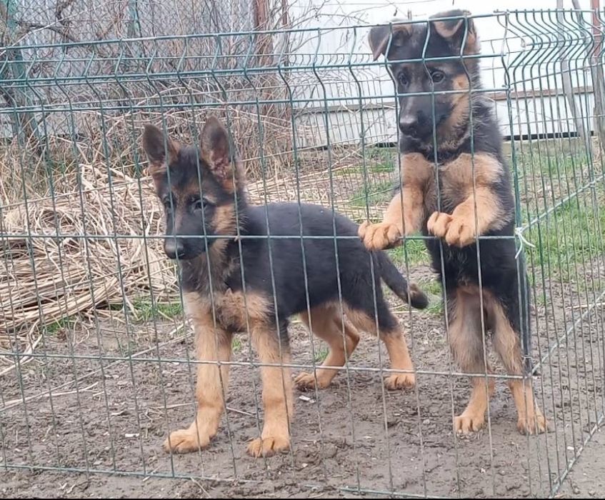 Німецька вівчарочка