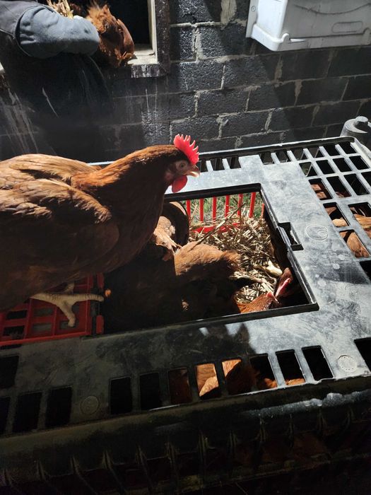 Kury nioski Rosa i Tetra z pierwszym jajkiem. Dowóz Gratis.Zapraszam.