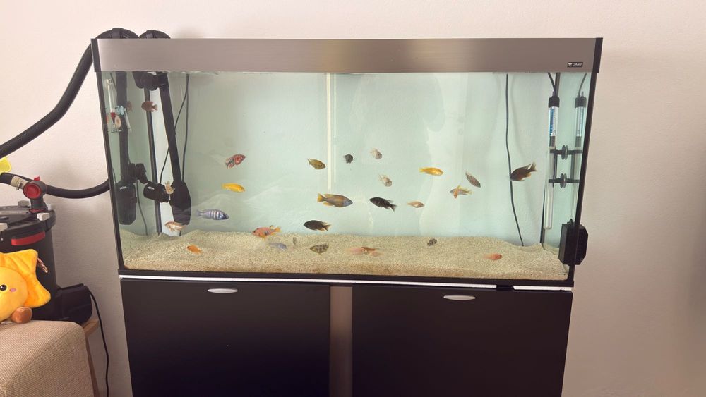 Aquario com peixes
