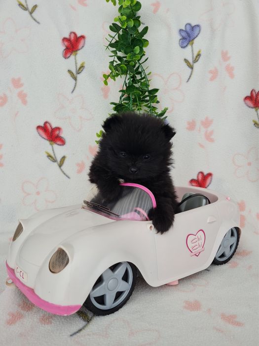 Estupenda menina mini mini 590g pronta entrega  Lulu da Pomerânia/Spitz Alemão Anão de Qualidade