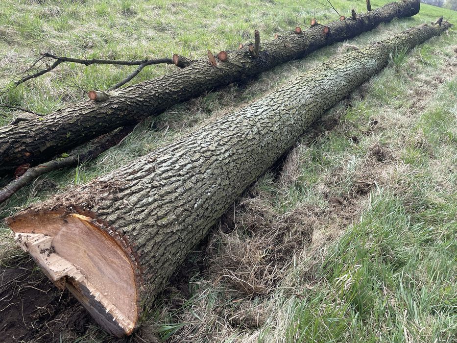 Drzewo drewno olcha opał kominek deska