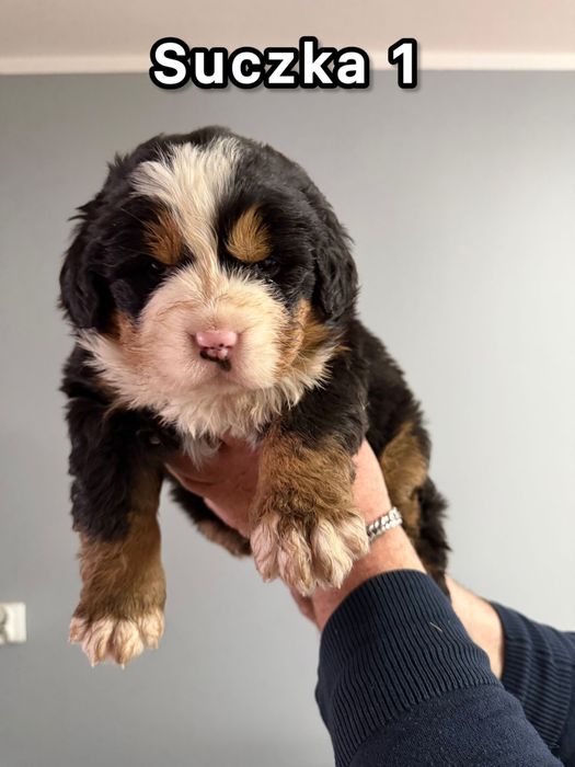 Bernenski pies pasterski