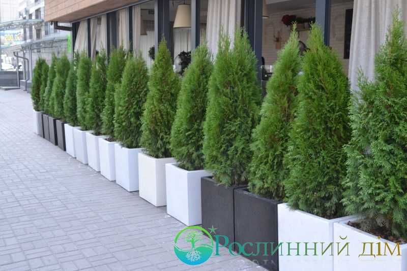 Прокат, оренда туй та кімнатних рослин у горщиках