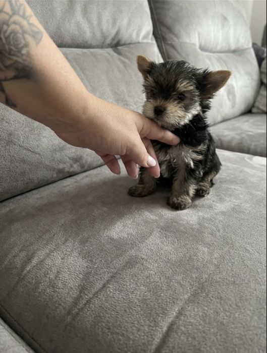 Suczka York    Gotowa na zmianę domku