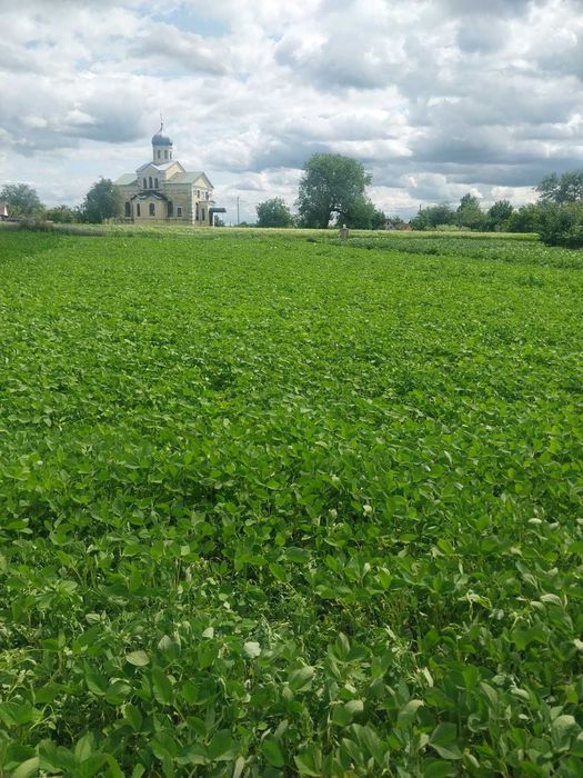 Продам земельну ділянку в місті Узин.
