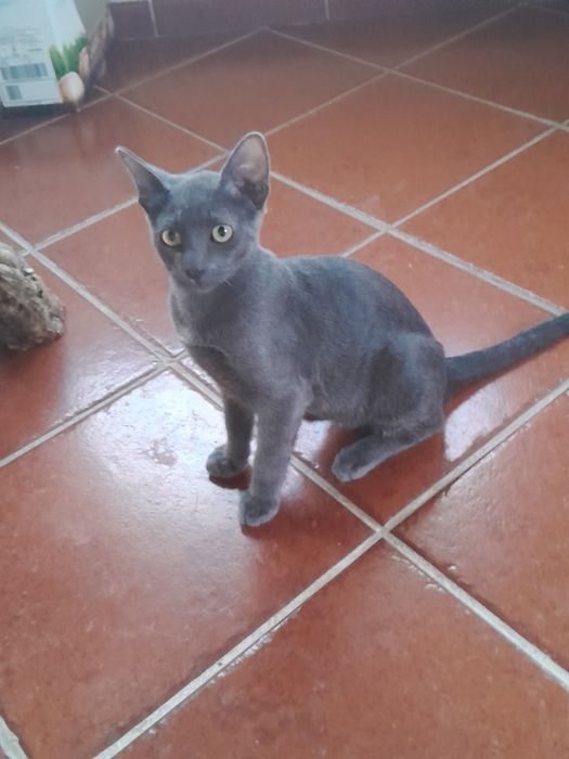 Lindo Gatinho cinzento escuro