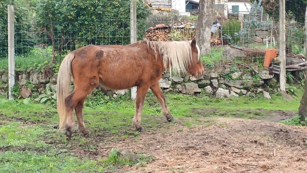Vendo Égua (cruzada garrano)