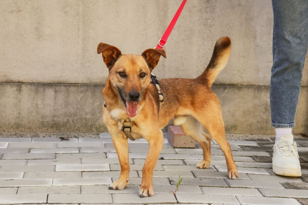 Dwupak Iwo i Dejzi czekają na wspólny dom