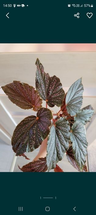 Begonia koralowa piękne różowe kropki, cięty szczyt.