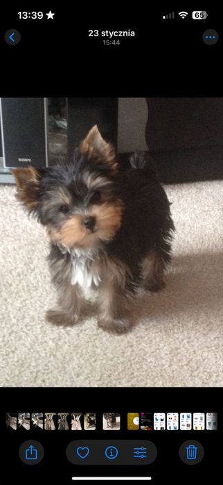 Suczka York    Gotowa na zmianę domku