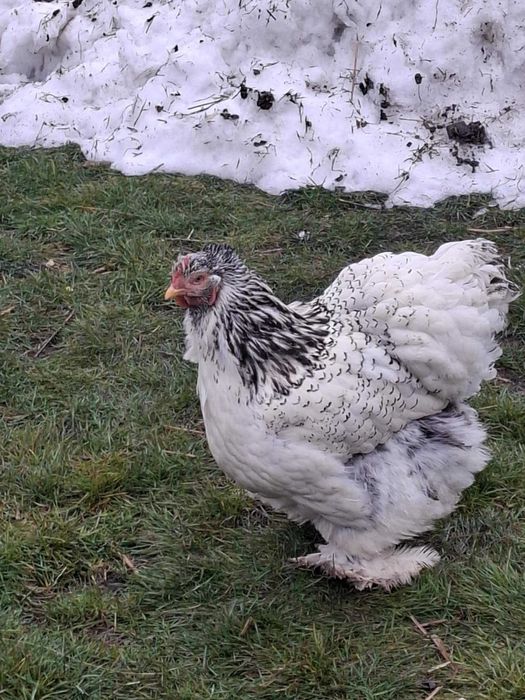 Kura Kochina Olbrzymia