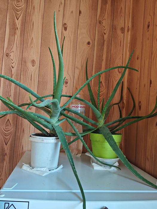 Алое чотирирічний