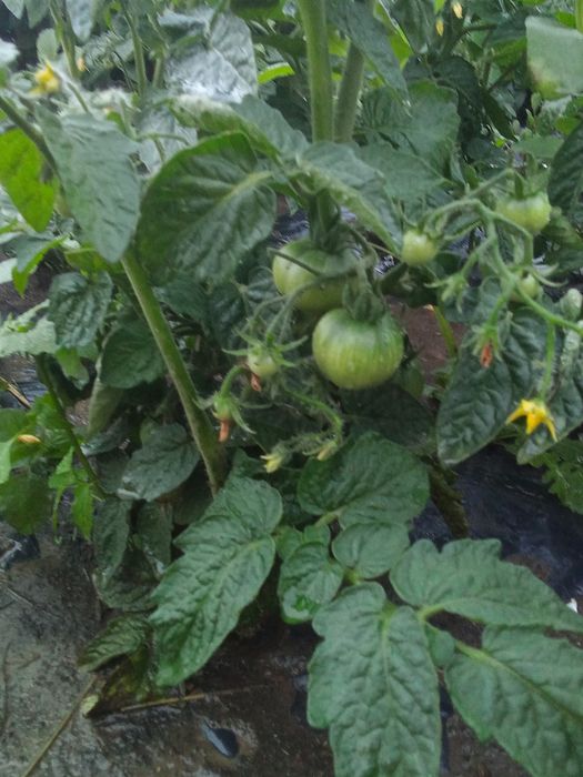 Продам великий будинок!в