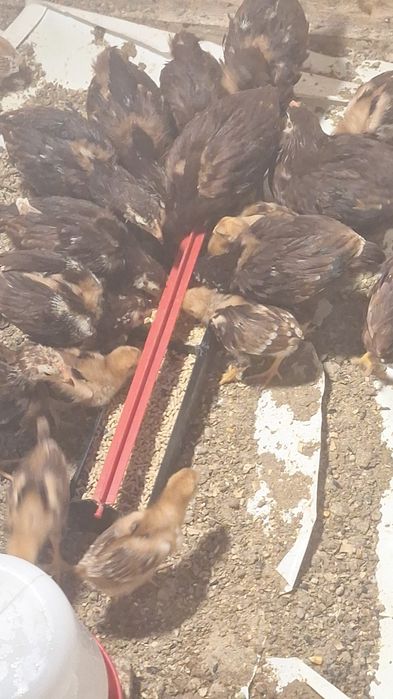 Rhode Island Red 100% puros