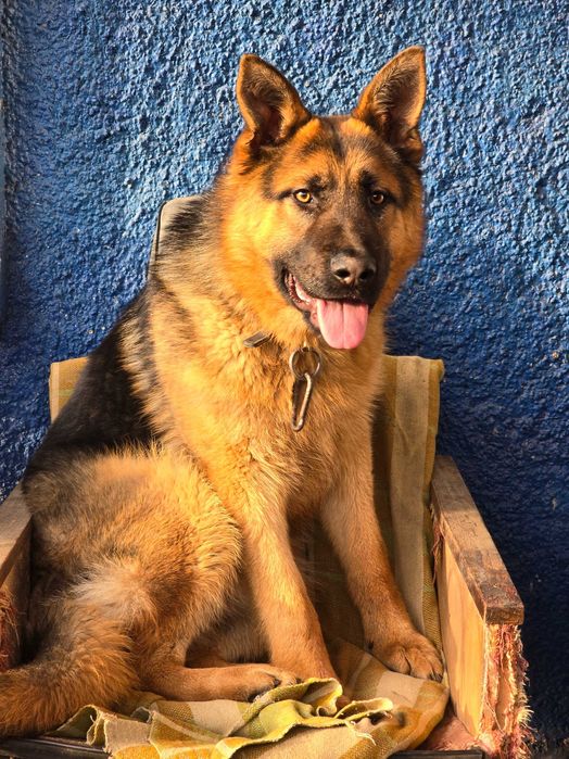 НІМЕЦЬКА ВІВЧАРКА! Цуценята з гарною родовою!