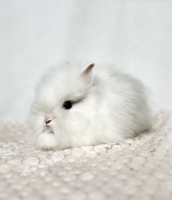 Kroliczki Karzełki Teddy najmniejsza rasa, Mini lopki