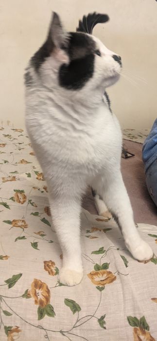 Отдам подрощенного кота в хорошие руки бесплатно!