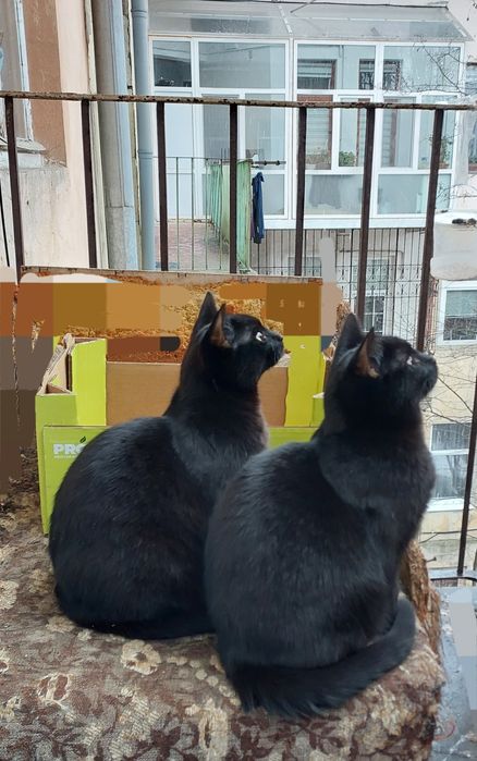 Красивий лагідний пантерчик, котик, кошеня,  кіт, котята, кошенята