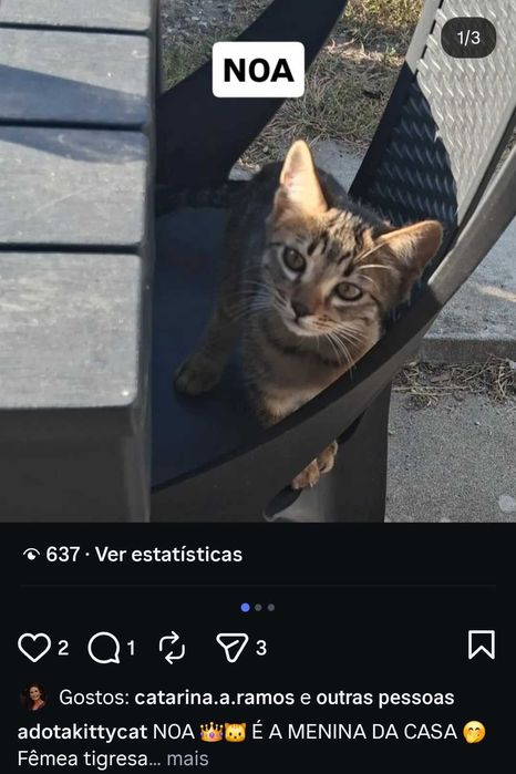 Gatinhos para adoção responsável