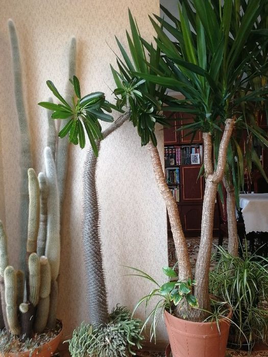 Zestaw kaktusów duży