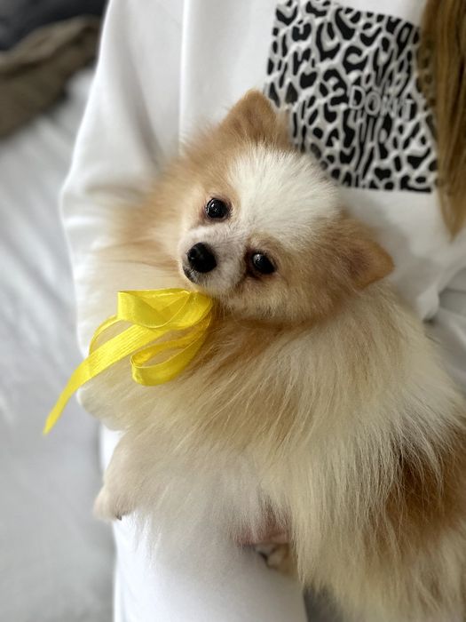 Померанські шпіци — Хлопчики, які змінять вашу реальність