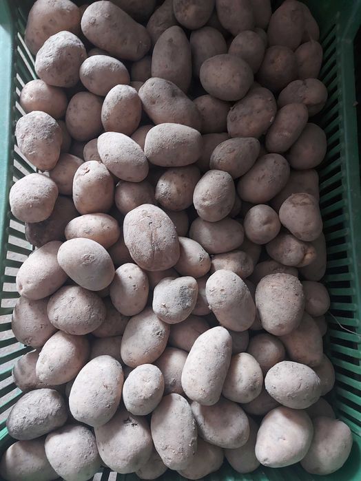 Sprzedam ziemniaki Noia i Ricardo wielkości sadzeniaka
