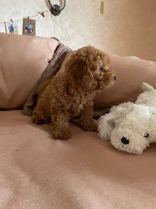 Дівчинка той пудель з документами