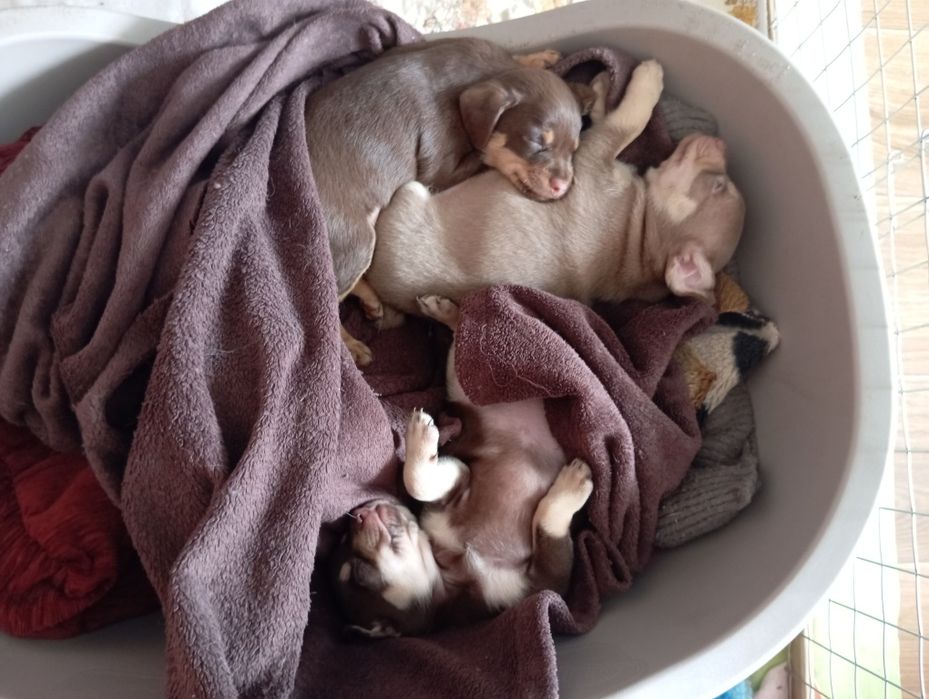 Продам щенков той терьера