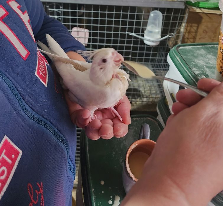 Caturra domesticada