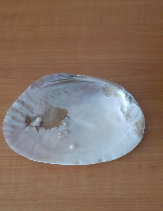 Concha para batismo (nova)