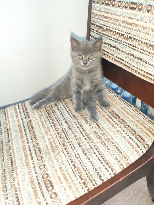 Кошеня британка прямовуха