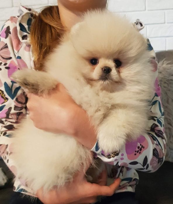 Pomeranian suczka  typ misia