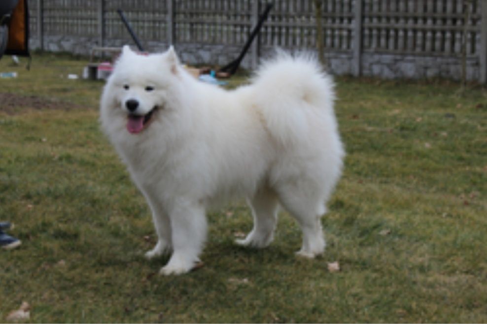 Samoyed/Samojed Reproduktor